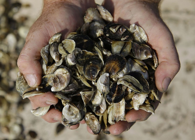 In this Monday, Sept. 12, 2013 file photo, an oyster cultivator holds oyster seed before spreading it into the waters of Duxbury Bay in Duxbury, Mass. A Thursday, April 17, 2014 report from the Centers of Disease Control says there was in increase in infections from vibrio bacteria found in raw shellfish. In 2013, cases were up 32 percent from the previous three years and 75 percent from about five years ago. But the numbers remain very small - only 242 of the 20,000 foodborne illnesses recorded in 10 states. 