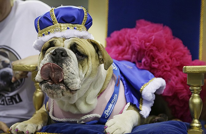 Lucey sits on the throne after being crowned the winner of the 35th annual Drake Relays Beautiful Bulldog Contest in Des Moines, Iowa. 