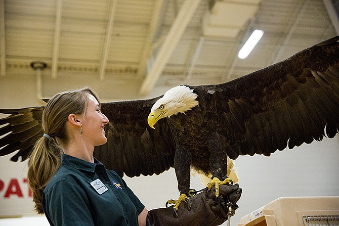 World Bird Sanctuary employee Johanna Burton takes Patriot, a bald eagle, out of her cage at Thomas Jefferson Middle School during a Wednesday afternoon demonstration by the World Bird Sanctuary provided by Missouri American Water.