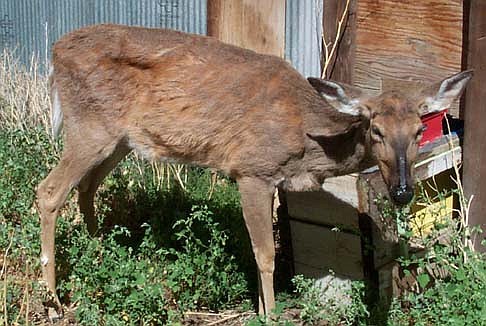 Chronic Wasting Disease (CWD) is an always fatal disease that eats away the brain of a deer.