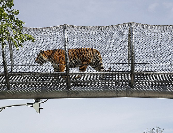 An Amur tiger walks across a passageway after a news conference at the Philadelphia Zoo. The see-through mesh pathway called Big Cat Crossing is part of a national trend called animal rotation that zoos use to enrich the experience of both creatures and guests.