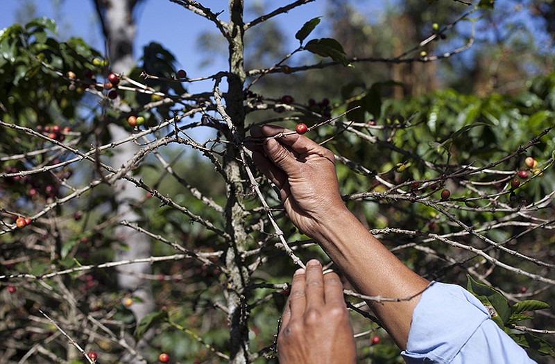 Small coffee producer Hector Perez show coffee beans damaged by the roya fungus in San Gaspar Vivar, Guatemala. The fungus is especially deadly to Arabica coffee, the bean that makes up most high-end, specialty coffees, and it is already affecting the price of some of those coffees in the United States.  