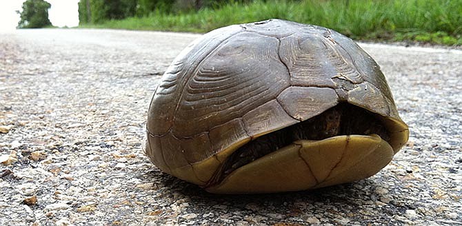 
Turtles are struck by cars throughout the warm months, but they are at special risk at this time of year, when they are moving around looking for mates and establishing home ranges. 