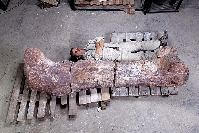 Pablo Puerta lies alongside a sauropod dinosaur femur, believed to be the largest in the world, in Trelew, Argentina. Paleontologists from the Museo Paletontolo Egidio Feruglio announced the discovery Friday of the fossil remains of the sauropod dinosaur near Trelew. 