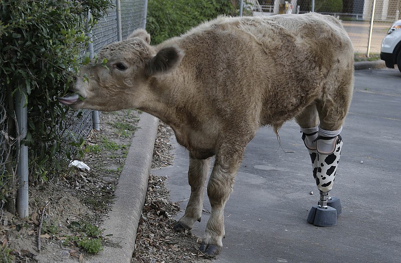 Wearing his new prosthetic legs, Hero gets a taste of shrubbery Wednesday in Houston. The abandoned calf rescued from a Virginia farm a year ago and brought to Texas after it nearly died is getting permanent prosthetics to replace back hooves that had to be amputated because of frostbite.