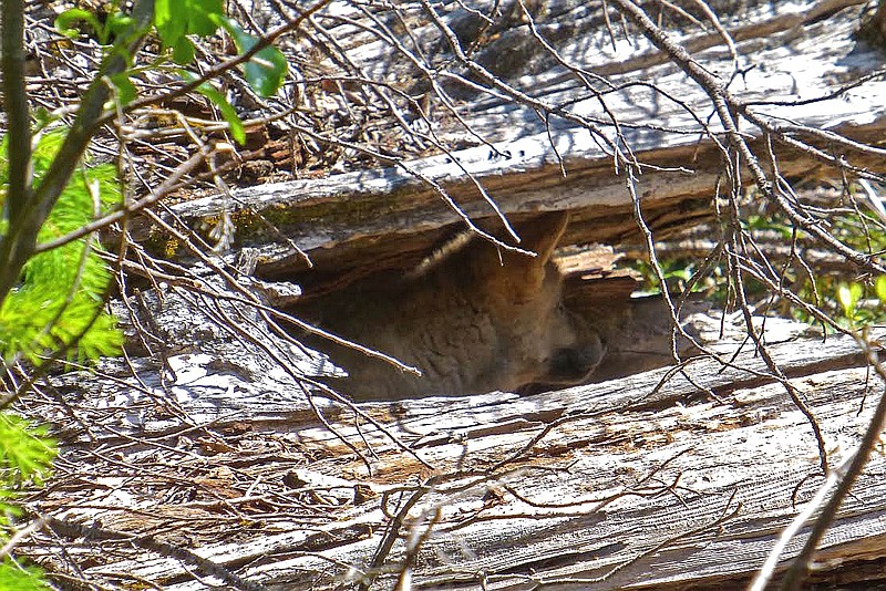 This provided by the Oregon Department of Fish and Wildlife, shows one of two wolf pups fathered by Oregon's famous wandering wolf, OR-7, peering out from a den in the Cascade Range east of Medford, Ore. They are the first known pups born in the Cascades of Oregon since the 1940s.