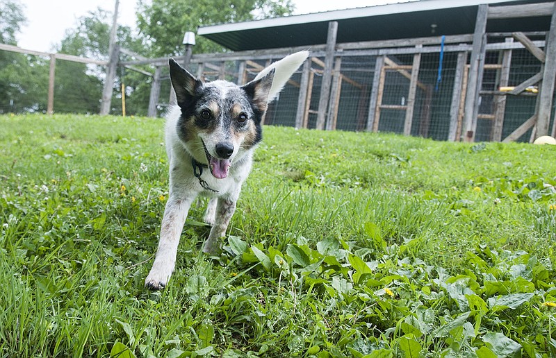 Leeloo, an Australian cattle dog, was found recently after running away from her owner Memorial Day weekend when she was startled by fireworks and gunshots. Through community support on social media, Leeloo's owner, Art Wilk of Chicago, was able to be updated on her possible location.
