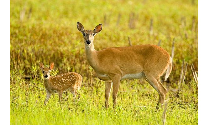 You shouldn't touch baby fawn. Their mothers are more than likely somewhere near.