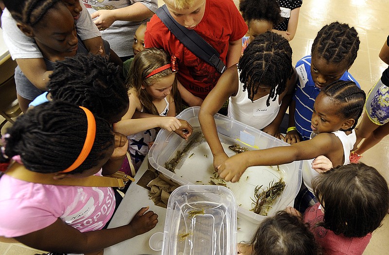 Super Summer Science Camp participants get some hands on experience, some more willingly than others, as they sort out various sizes and species of native Missouri crayfish brought in by Lincoln University aquaculture research specialist and professor Dr. James Wetzel on Monday as part of the seven-week program at Memorial Baptist Church.
