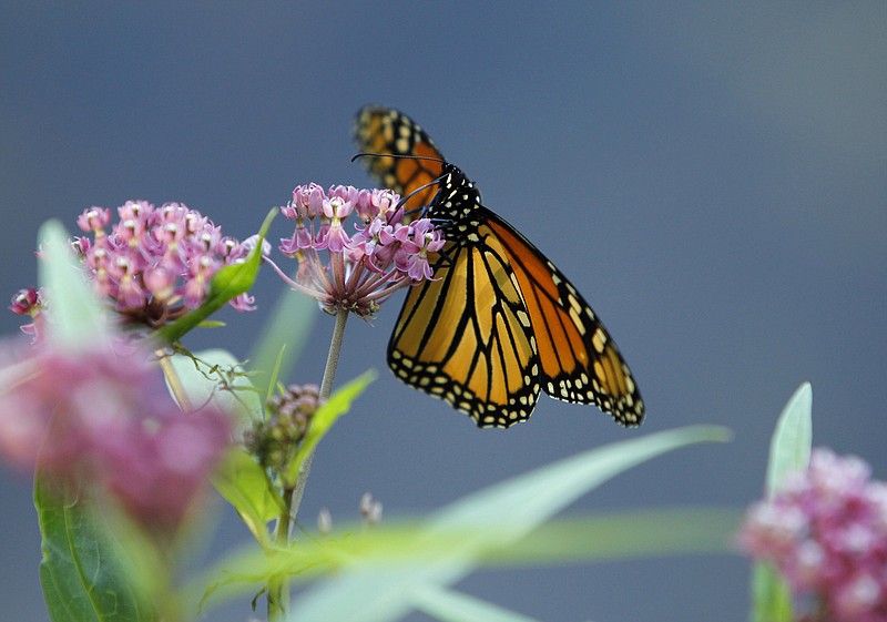 A Monarch butterfly eats nectar from a swamp milkweed on the shore of Rock Lake in Pequot Lakes, Minnesota. 