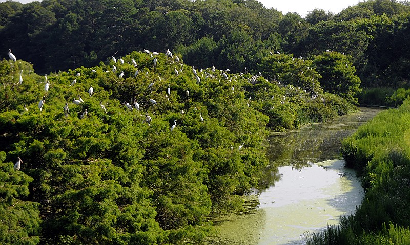 Hundreds of adult wood storks gather on the tops of trees at the the Harris Neck National Wildlife Refuge during a tour by U.S. Interior Secretary Sally Jewell in Townsend, Ga. Jewell announced Thursday that the federal government is upgrading the wood stork to a "threatened" species, a step up from endangered that indicates the birds are no longer considered at risk of extinction.