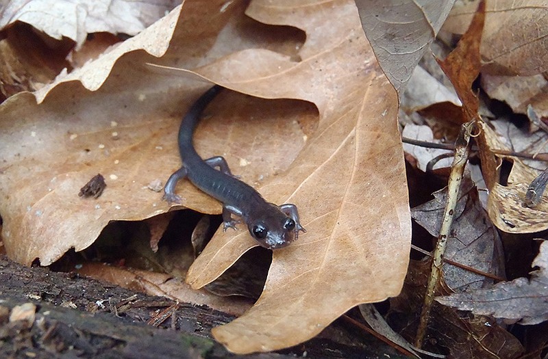 This photo shows a Northern gray-cheeked salamander of the native Appalachian mountain range salamander species that has gotten significantly smaller. Scientists say salamanders in the mountain range are getting smaller in response to climate change.