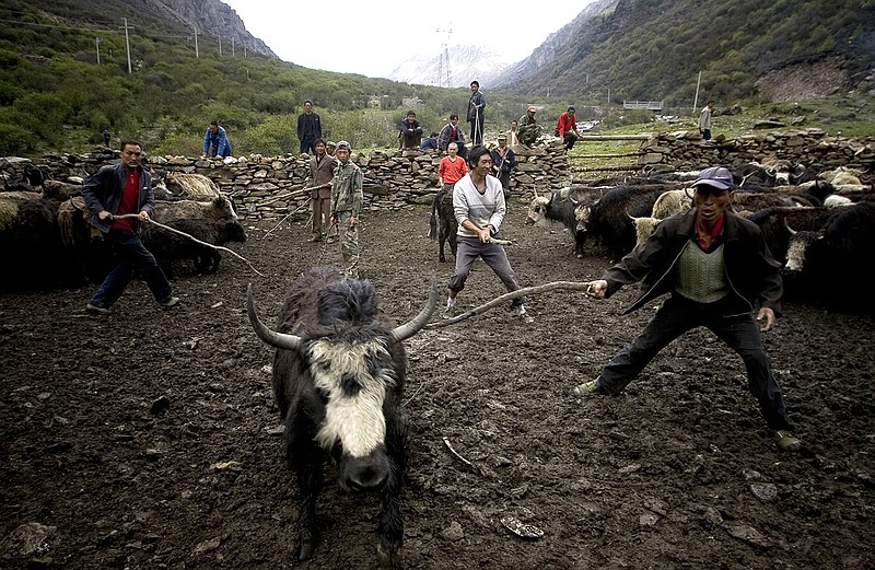 Chinese Tibetan ethnic herdsmen try to catch a yak for sale in Dengsheng of Aba, China's southwest Sichuan province. Tibetans can thank an extinct human relative for providing a gene that helps them adapt to the high altitude, according to a recent study.