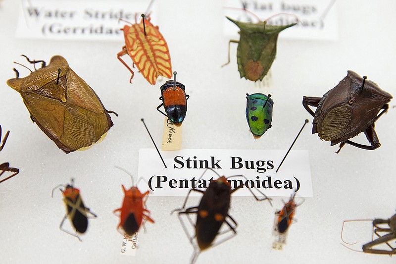 This photo shows various bugs on display as part of the Drake bug collection, at the Smithsonian Natural History Museum in Washington. When Dr. Carl J. Drake died in 1965 he left the Smithsonian's National Museum of Natural History $250,000 and his collection of thousands of bugs. Drake, an entomologist, spent his life studying insects, and he gave the Smithsonian a mission for his money: buy more bugs.