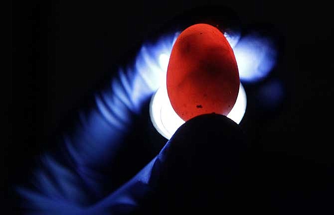 A flashlight is used to illuminate the developing embryo of a painted turtle inside its shell on Friday, June 27, 2014 at the Bond Life Science Center of the University of Missouri in Columbia. Researchers exposed the embryos to Bisphenol A (BPA), a chemical used in plastics, to study its effects. (AP Photo/St. Louis Post-Dispatch, Huy Mach)