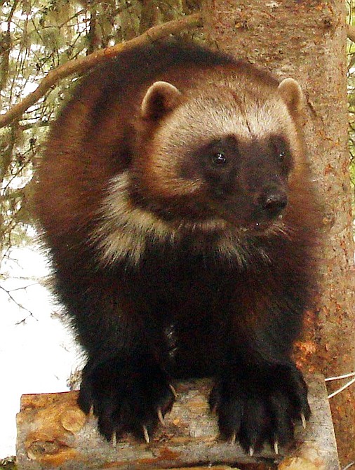 A top federal wildlife official says there's too much uncertainty about climate change to prove it threatens the snow-loving wolverine, overruling agency scientists who warned of impending habitat loss. 
