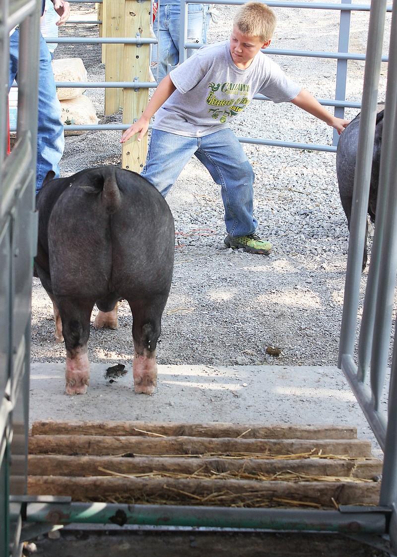 Trace Helsel, 10, a South Callaway student, corrals two pigs for weigh in Wednesday a the Callaway Youth Expo. The swine show starts at 7 p.m. today in Auxvasse.