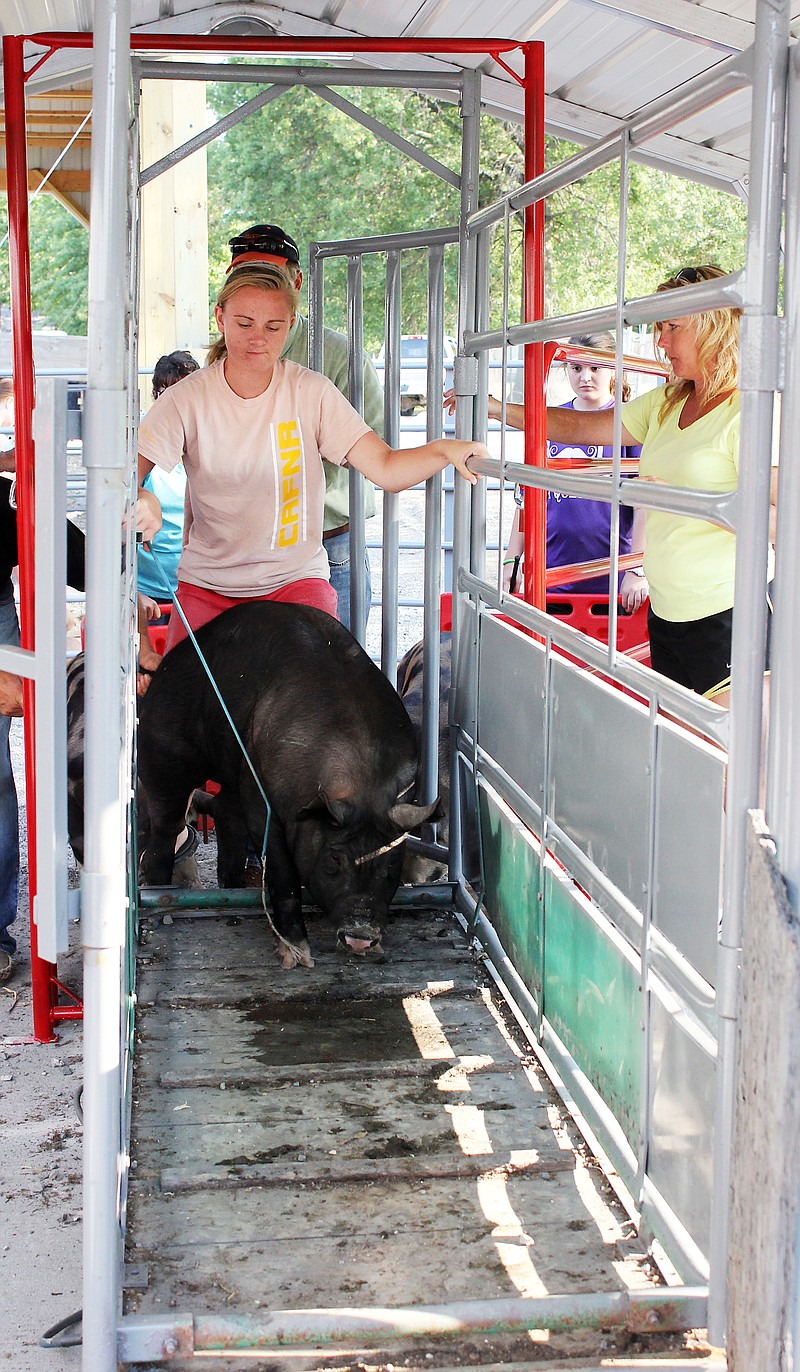 
Chania Hoffman, 17, a North Callaway student, uses a whip stick to usher one of her five pigs into the weigh-in station for the Callaway Youth Expo at the Auxvasse Lions Club Park. Youth ages 8-21 move around 200-300 pound hogs for check in, weigh in and the swine show.