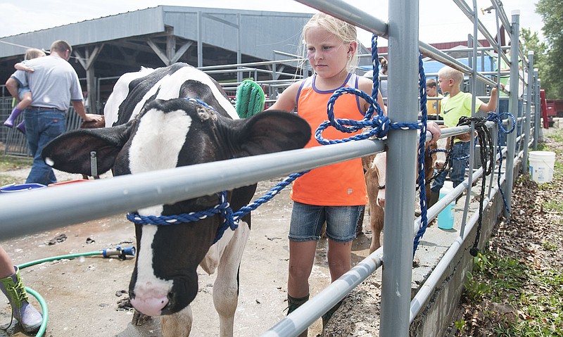 Addie Fansler, 7, of Fulton washes a calf Friday afternoon to prepare for the 2014 Callaway County Youth Expo bucket calf show.