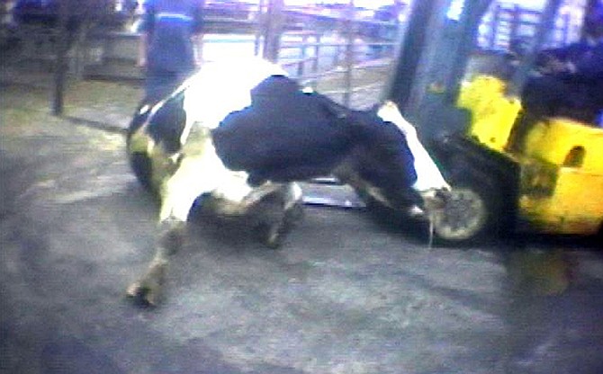 In this April 22, 2010 file image from video provided by the United States Humane Society, a Hallmark Meat Packing slaughter plant worker is shown attempting to force a "downed" cow onto its feet by ramming it with the blades of a forklift in Chino, Calif. The yearslong battle between farm organizations and animal rights activists over laws prohibiting secretly filmed documentation of animal abuse is moving to federal courts as ag-gag laws in Utah and Idaho face constitutional challenges. Opponents of the law point to the Chino video and the investigation that followed, which led to the largest meat recall in U.S. history, saying the secrecy puts consumers at higher risk of food safety problems and animals at higher risk of abuse. 