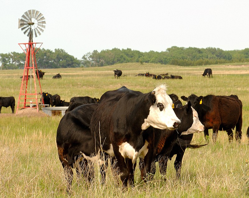 Cows are pictured grazing in Rock County, Nebraska. Compared to the other animal proteins, beef produces five times more heat-trapping gases connected to global warming per calorie, puts out six times as much nitrogen for water pollution, takes 11 times more water for irrigation and uses 28 times the land, according to the study published recently in the journal Proceedings of the National Academy of Sciences.