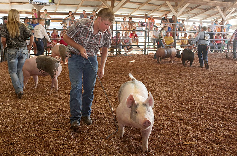 Tyler Hogg walks alongside his hog during the market hog show Tuesday at the Jefferson City Jaycees Cole County Fair. The competition determined the order in which the hogs would be sold. About 60 area youths showed hogs they had raised, hoping to win a Grand Champion, Reserve Grand Champion or Carcass Champion.