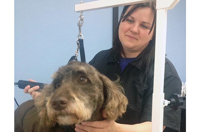 Erin Geiser, the new owner of Friends Furever Pet Grooming, takes time to groom Smokey on Saturday morning. The new business owner and three of her former coworkers from Petco rallied together to open the new grooming salon after losing their jobs when Petco lost its lease in Jefferson City.