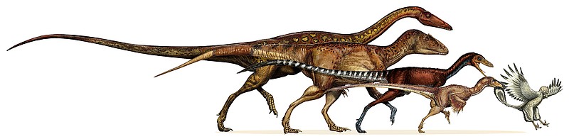 This undated artist rendering provided by the journal Science shows the dinosaur lineage which evolved into birds shrank in body size continuously for 50 million years. From left are, the ancestral neotheropod, the ancestral tetanuran, the ancestral coelurosaur, the ancestral paravian and Archaeopteryx.