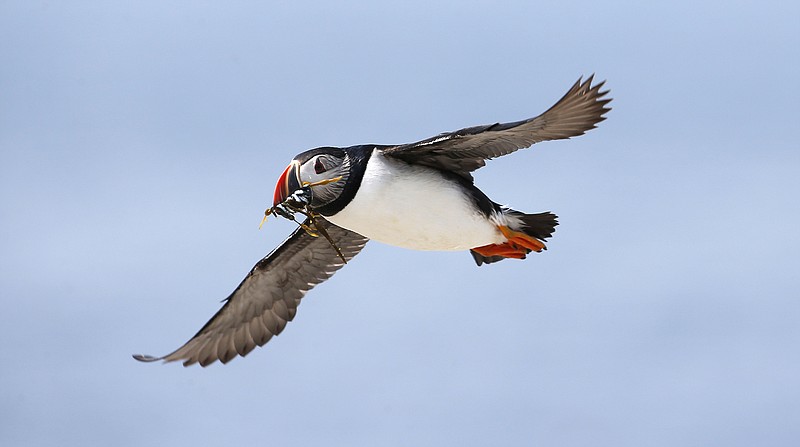 An Atlantic puffin flies back to its burrow after catching a beak full of small fish to feed its chicks on Eastern Egg Rock, a small island off the coast of Maine. The Audubon Society, which maintains three web cameras on another island, wants bird lovers to contribute research to a project scientists hope will help save Atlantic puffins in Maine.