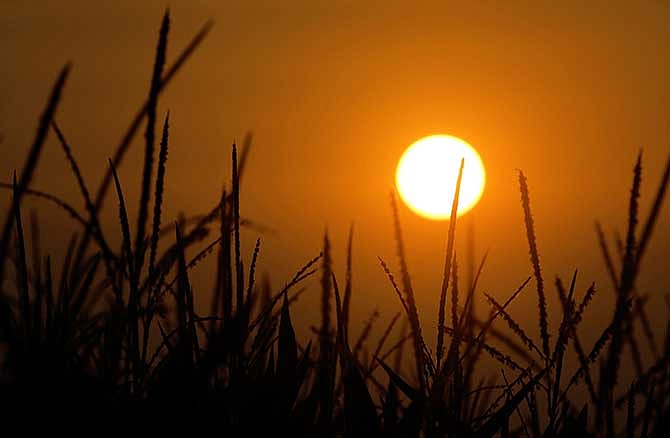 In this July 20, 2014 photo, a setting sun silhouettes corn stalks growing in Ashland, Ill.