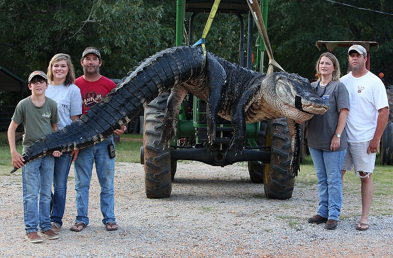 A monster alligator weighing 1011.5 pounds measuring 15-feet long is pictured in Thomaston, Ala. The alligator was caught in the Alabama River near Camden, Ala., by Mandy Stokes at right, along with her husband John Stokes, at her right, and her brother-in-law Kevin Jenkins, left, and his two teenage children, Savannah Jenkins, 16, and Parker Jenkins, 14.