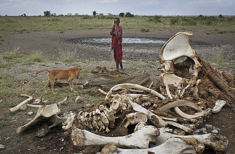 A Maasai boy and his dog stand near the skeleton of an elephant killed by poachers outside of Arusha, Tanzania. A new study has found that elephants killed by pachers numbered around 100,000 elephants between 2010 and 2012.
