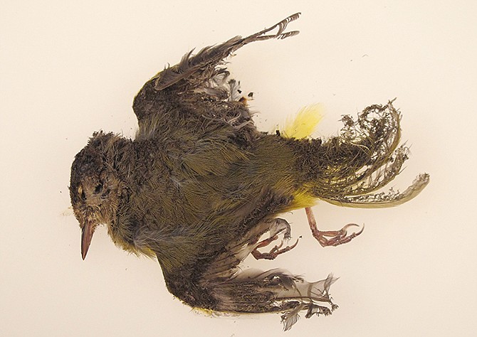 his October 2013 photo provided by the U.S. Fish and Wildlife Service shows a burned MacGillivray's Warbler that was found at the Ivanpah solar plant in the California Mojave Desert. 