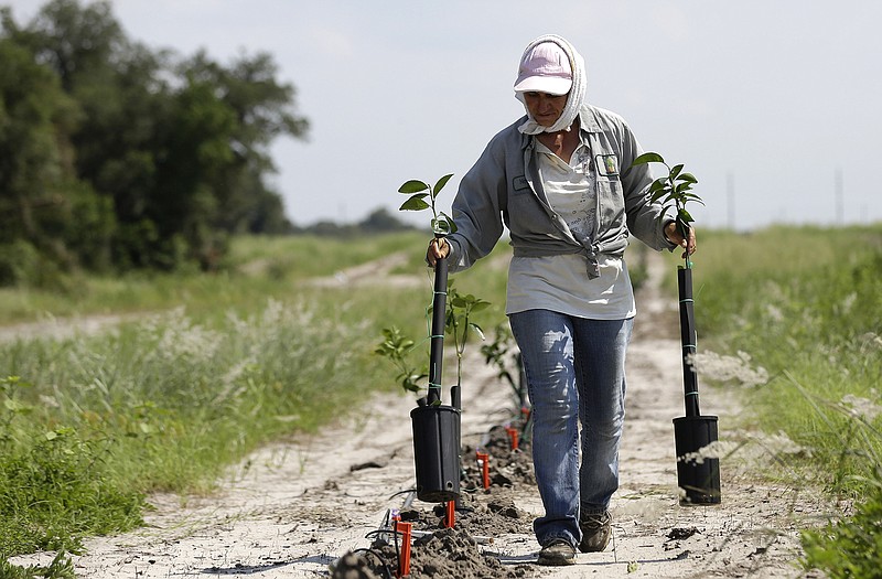 A worker plants new citrus trees on land owned by the Hunt family in Lake Wales, Fla. The Hunt  family owns 5,000-plus acres of groves and is part of the co-op that contributes to Florida's Natural, the third largest juice brand in the country. Florida's $9 billion citrus industry is facing its biggest threat yet by a tiny invasive bug called the Asian Citrus Psyllid, which carries bacteria that are left behind when the psyllid 