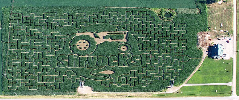 A view of the Shryocks' maze. This is the 13th year the family has created a maze. Each year, they mow a different design into the corn field. This year's design features an image of a tractor, which was modeled after the family's tractor.