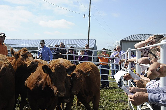 The South Devon cattle breed are known for their docile behavior and high quality marbling. Clayton Thompson gave a cattle judging presentation for the World South Devon Tour stop at the Triple Crown South Devon ranch in Russellville.