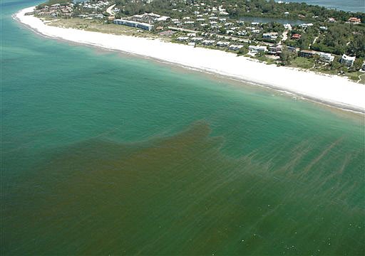 Coquina Beach, Fla., with an algae bloom off shore in this 2006 photo. In addition to fouling beaches and killing sea life, the algae creates a foul smell and can be harmful to people who breathe it in at the beach. Right now the algae is collecting in an area 60 miles wide and 100 miles long, and looming just offshore and there's nothing anyone can do about it.