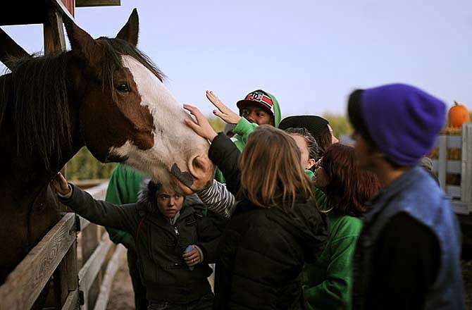Students from the Missouri School for the Deaf make friends with one of the Clydesdales before heading off on a twilight hayride during a visit to the Fischer Farms pumpkin patch and corn maze during the fall 2013 season.