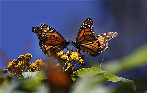 Monarch butterflies gather on top of flowers at the Monarch Butterfly Biosphere Reserve, near the town of Chincua, Mexico. The head of Mexico's nature reserves, Luis Fueyo, said on Tuesday, the first butterflies have been seen entering Mexico earlier than usual this year.