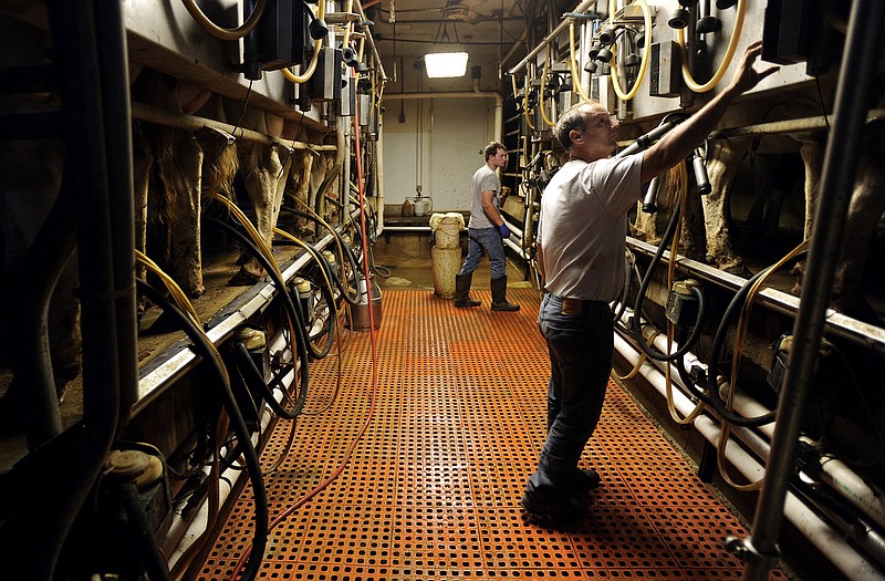 Alfred Brandt, right, monitors the milk flow of one of his cows through a terminal on the milking system as he and farm hand Ethan Moenning, center, work through the evening milking session at the Brandt Dairy Farm in Linn.