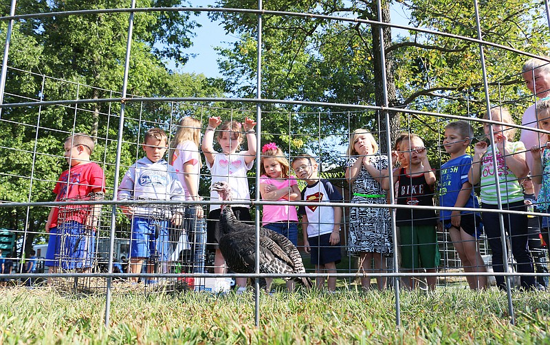 Members of South Callaway's kindergarten class hang onto the fence as they look at a South Callaway High School student's turkey. South Callaway FFA educated students in the district on Friday as part of their Supervised Agriculture Experience project.