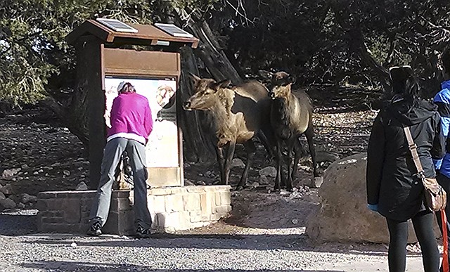 In this 2013 photo elks interact with visitors at the south kaibab water station at the Grand Canyon National Park in Arizona.  The animals are helping themselves by lifting the spring-loaded levers at the stations with their noses and letting the water flow. Officials at the Grand Canyon plan to elk-proof the stations to outsmart the animals, conserve water and protect visitors from aggressive behavior.
