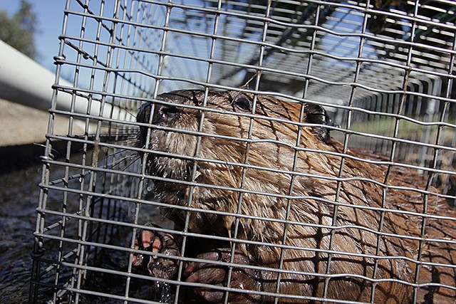 A young beaver looks out from a cage at a holding facility in Ellensburg, Washington. Under a program in central Washington, nuisance beavers are being trapped and relocated to the headwaters of the Yakima River where biologists hope their dams help restore water systems used by salmon, other animals and people.