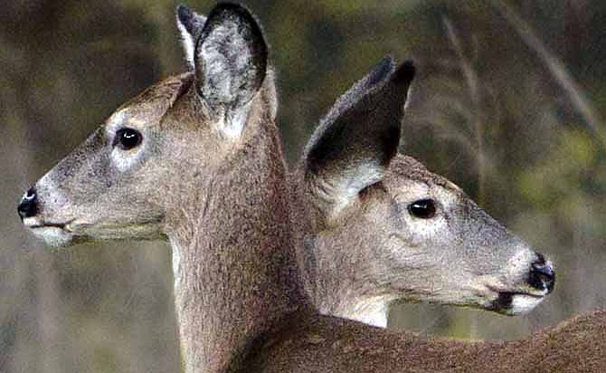 This Nov. 8, 2013 photo shows a pair of deer at Fleming Park in Blue Springs, Mo. 