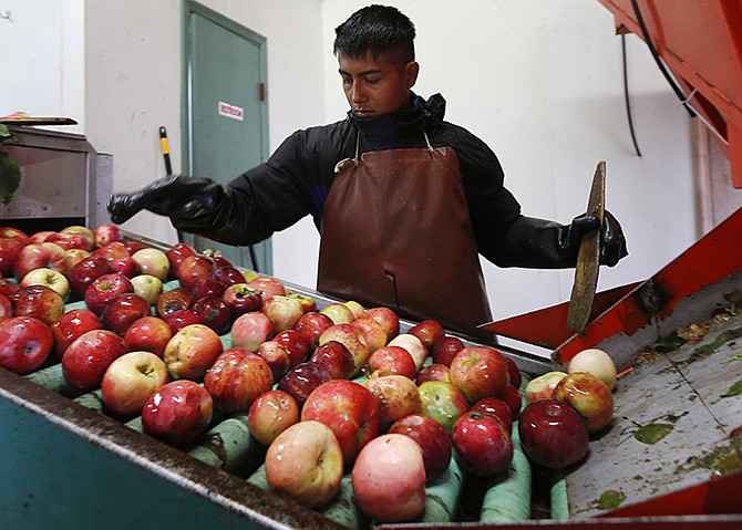 Perry Loyola sorts apples before they are pressed for juice and used for cider at Samascott Orchards in Kinderhook, New York. Apple growers are tapping into the hard cider revenue stream after sales of hard cider in the U.S. have tripled over the last three years to $1.3 billion in 2013. 