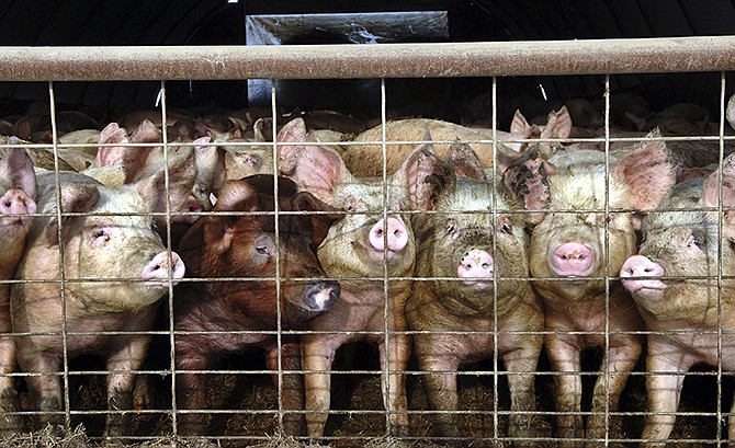 In this 2005 photo, a group of young pigs stare out of a pen at a hog farm in central North Dakota. 