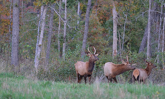 Wild elk are currently being restored to their native range in the Ozark Mountains. You can view them at the Peck Ranch Conservation Area and the Current River Conservation Area.