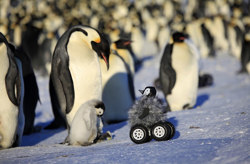 This photo provided by Frederique Olivier/John Downer Productions shows a remote-controlled roving camera camouflaged as a penguin chick in Adelie Land, Antarctica. The device is so convincing that penguins don't scamper away and sometimes even sing to it with trumpet-like sounds. Emperor penguins are notoriously shy. When researchers approach, they normally back away and their heart rate goes up, which is not what the scientists need when they want to check heart rate, health and other penguin parameters. 
