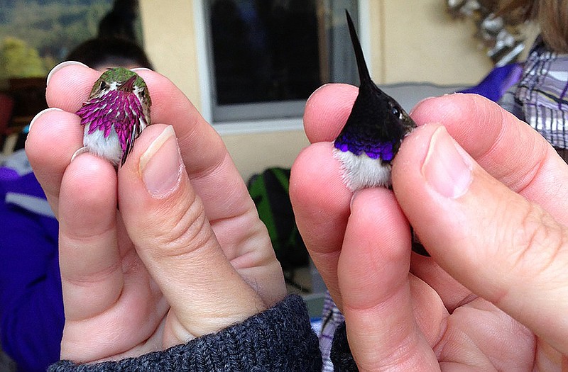 This undated photo provided by the Intermountain Bird Observatory, Boise State University, shows a male Calliope Hummingbird, left, and a male Black-chinned Hummingbird,  The perfecting of placing tiny numbered bands on hummingbirds' legs in the last decade has led researchers to discover the birds can live longer than 10 years as opposed to the two or three once thought likely.