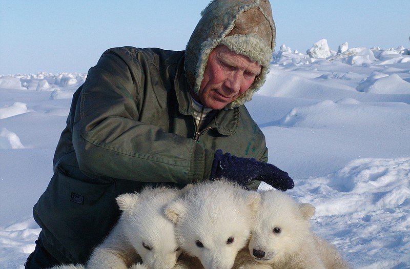 Steve Amstrup holding triplet polar bear cubs in Prudhoe Bay, Alaska. A new U.S.-Canada study says a key polar bear population fell nearly in half in the past decade, with scientists seeing a dramatic increase in young cubs dying.